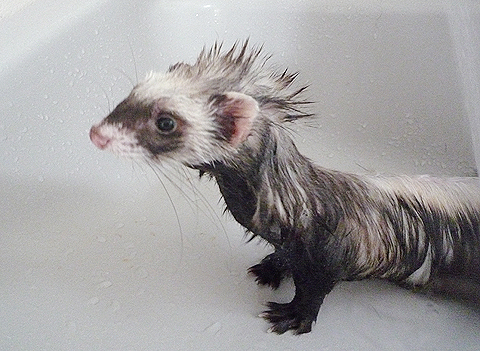 貧相なカラダです