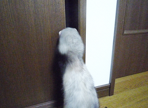 カリカリカリカリ…