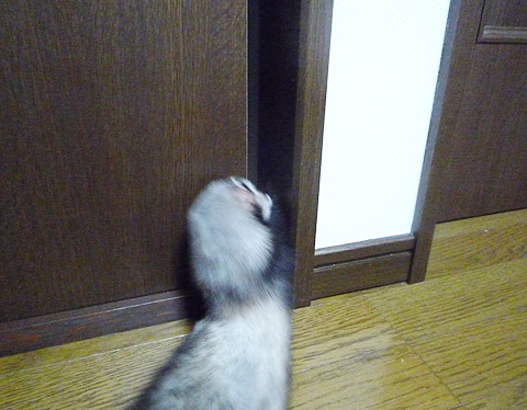 う?、開け?