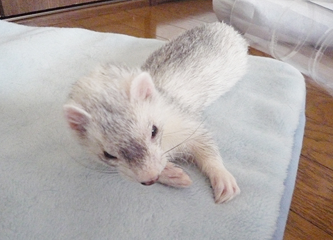 ちょっとゴロゴロしたり