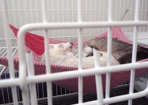 タロウとハルが寝てます。