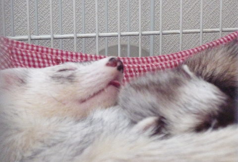 タロウの舌が出てますね