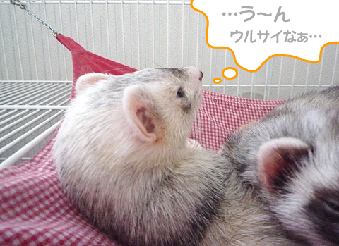 あ?あ、タロウも起きちゃったよ…