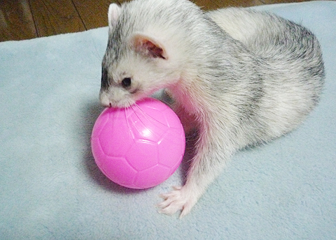 おっ、ピンクのボール