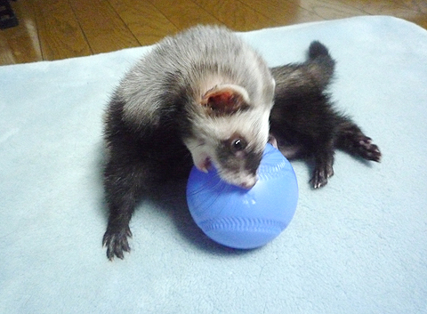 ブルーのボール