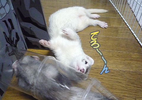 何かが、寝てる？