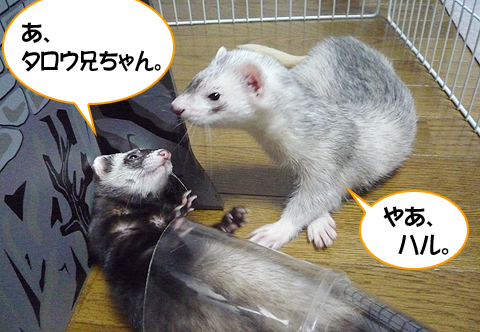 お兄ちゃんでした。