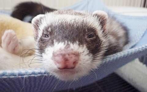 ふうぅ?、眠いな?。