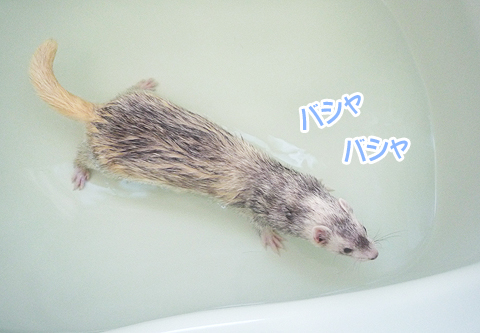 バシャ、バシャ…