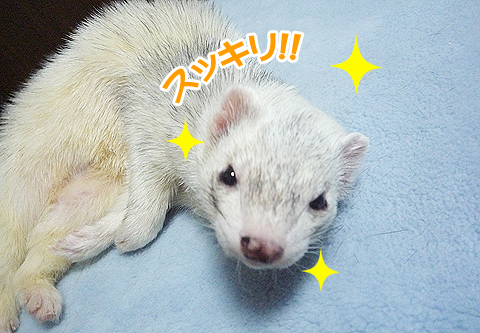 スッキリ！キラキラ?