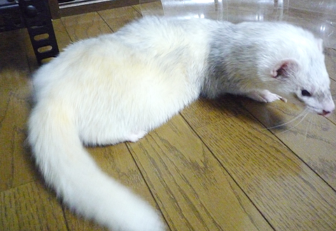 モフモフでしょ？