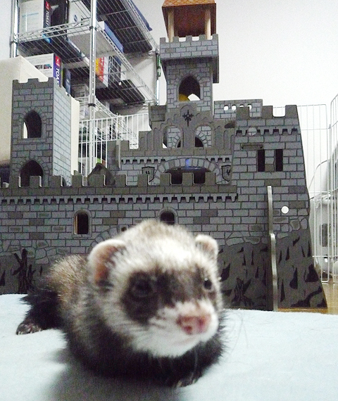 お城をバックにパシャ！