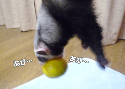 あが、あが、あが?