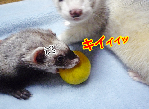 さ・わ・る・な！！