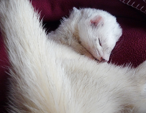 ボクの顔ですね。