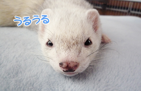 うるうるしてます