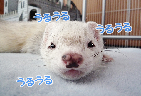 もう涙があふれそうです。