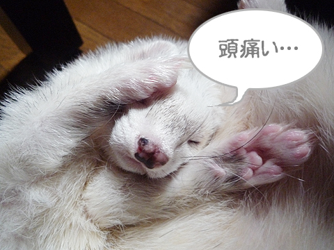 頭痛が痛いです。