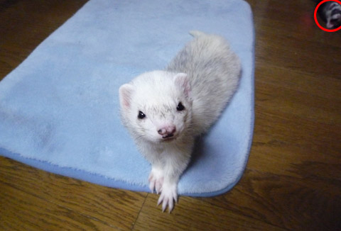 なんと右上に…!!