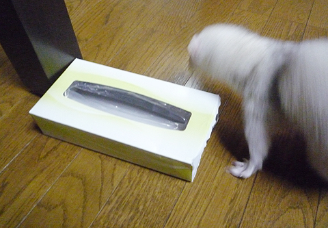 ボクも遊びますよ?