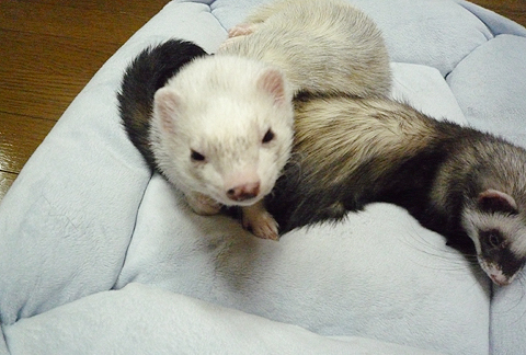 こんちは、タロウです。