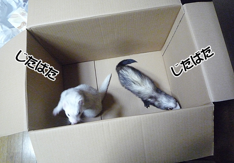 じたばた、あたふた、