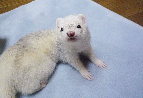 撫でる？なぜまた急に？