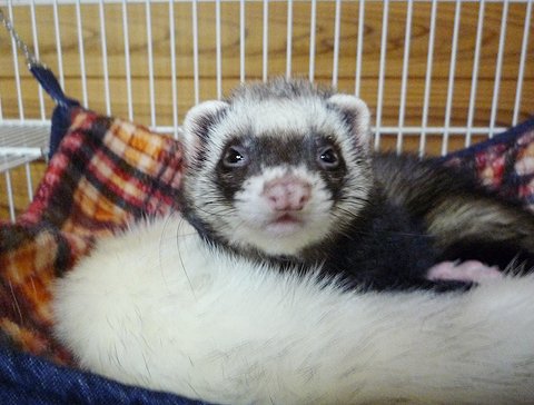 お兄ちゃんの利用法は…