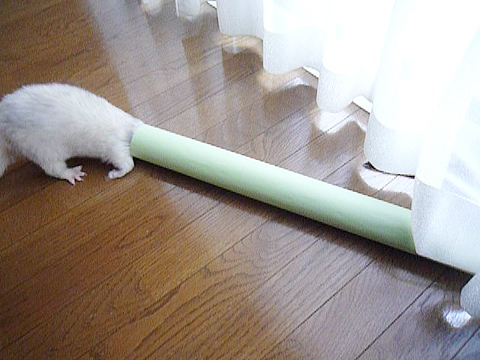 長?い紙の筒。でもなぜこんなところに…。