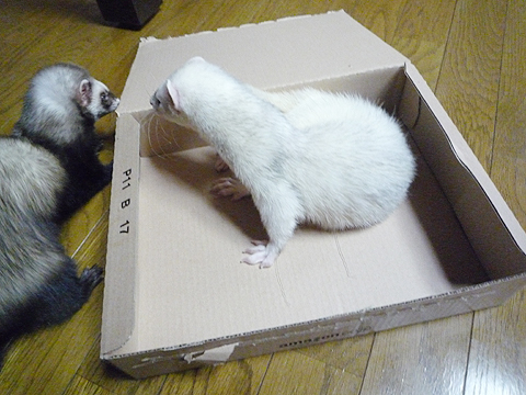 もう入るんじゃないぞ！