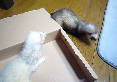 ちゃんと見張ってるぞ！