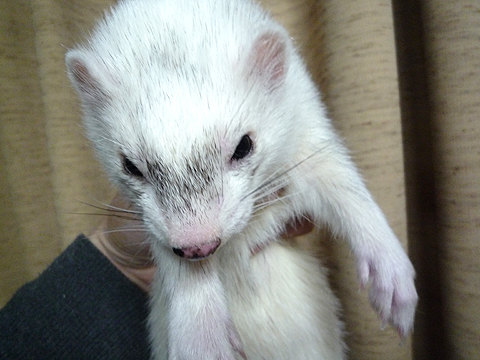 鼻の上が黒いでしょ