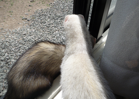 ハルの登場です。