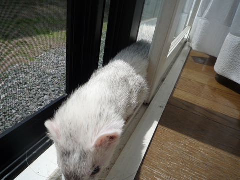 無駄骨でした。