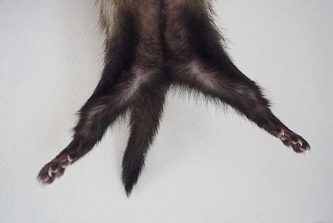 足、パッカーー！