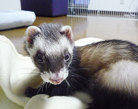 いつ見てもカワイイしほっそり