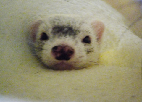 顔だけで失礼。