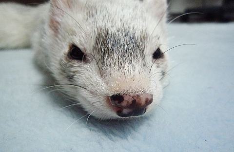 うるさいなぁ…