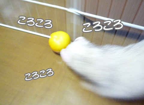 ころころ、ころころ…