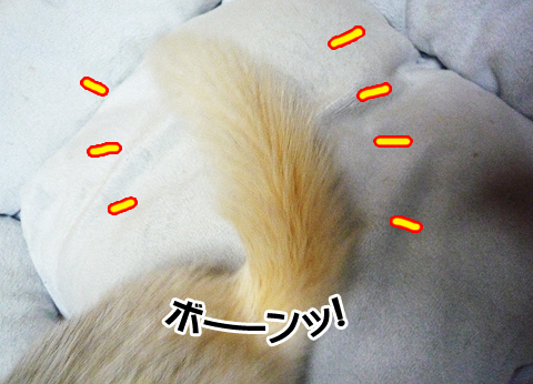 尻尾ボーンッ！