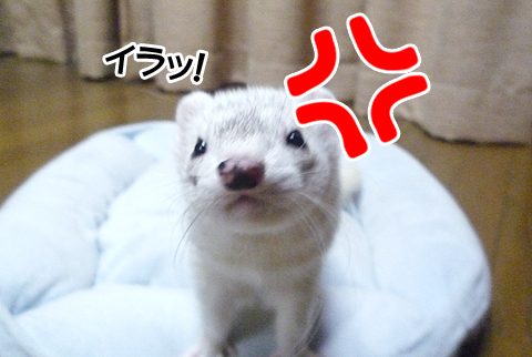 ボクは怒ってるんだゾ！