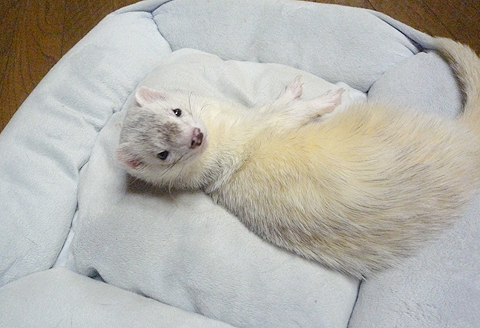 ちょっとゴロンと…