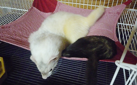 ちょっとタロウ兄ちゃん、邪魔！