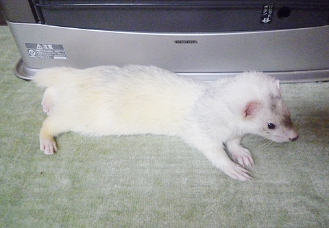 あ、下がカーペットになってる