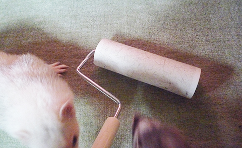 カーペットもちゃんとやります