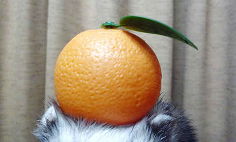 みかん?