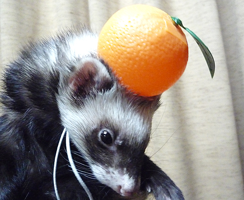 それかぶりたい！