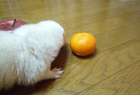 みかんも気になる…