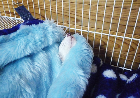 フカフカのハンモック