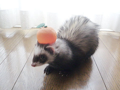 頭にみかん♪